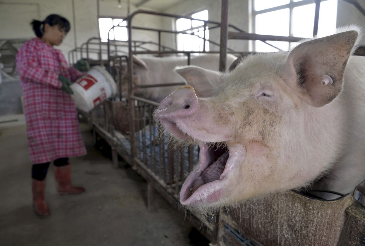ปศุสัตว์ในจีนยังใช้ยาปฏิชีวนะ Colistin ทำให้เชื้อแบคทีเรียดื้อยา (ibtimes.co.uk)