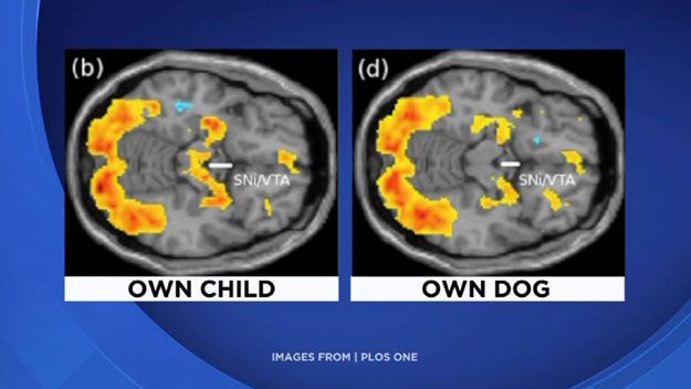 เมื่อแม่มนุษย์เห็นทารกและลูกสุนัข เกิดกิจกรรมสมองตำแหน่งเดียวกัน (Photo:PLOS ONE)