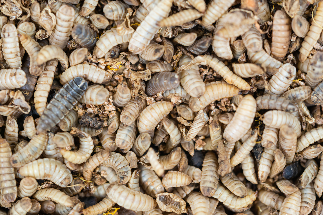 อยากช่วยโลก เริ่มที่กินแมลง : เมื่อ 'หนอนแมลงวันลาย'  จะเป็นความมั่นคงทางอาหารในอนาคต
