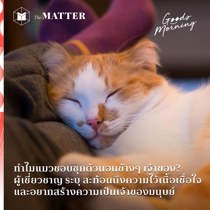 ทำไมแมวชอบซุกตัวนอนข้างๆ เจ้าของ? ผู้เชี่ยวชาญ ระบุ  สะท้อนถึงความไว้เนื้อเชื่อใจ และอยากสร้างความเป็นเจ้าของมนุษย์