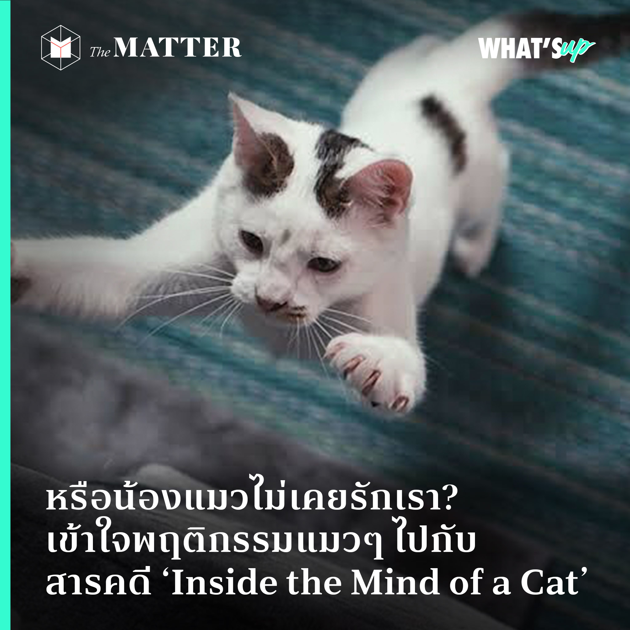 หรือน้องแมวไม่เคยรักเรา? เข้าใจพฤติกรรมแมวๆ ไปกับ สารคดี 'Inside The Mind  Of A Cat'