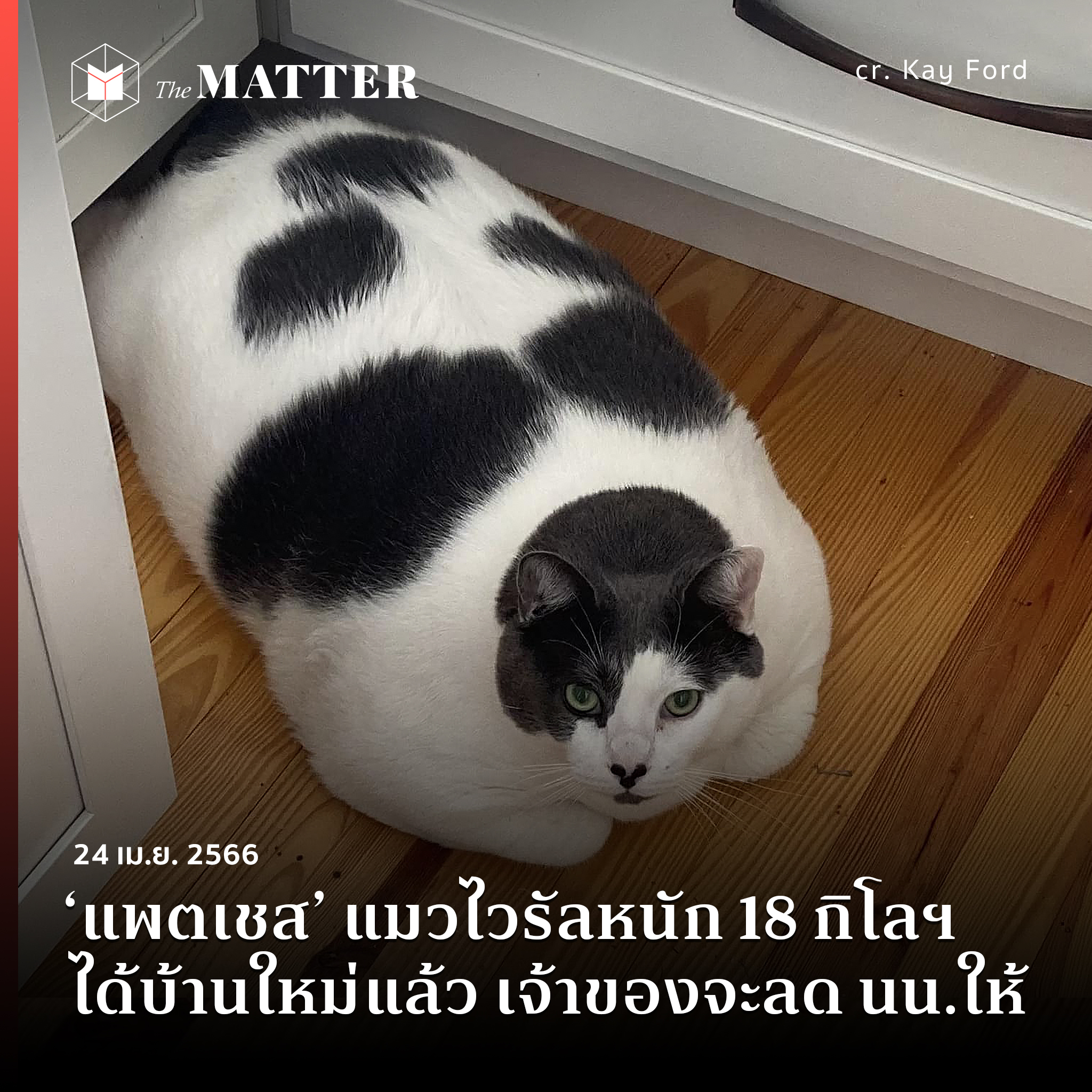 5 หลุมพรางที่ควรหลีกเลี่ยงในการให้อาหารแมว, image size:2048x2048