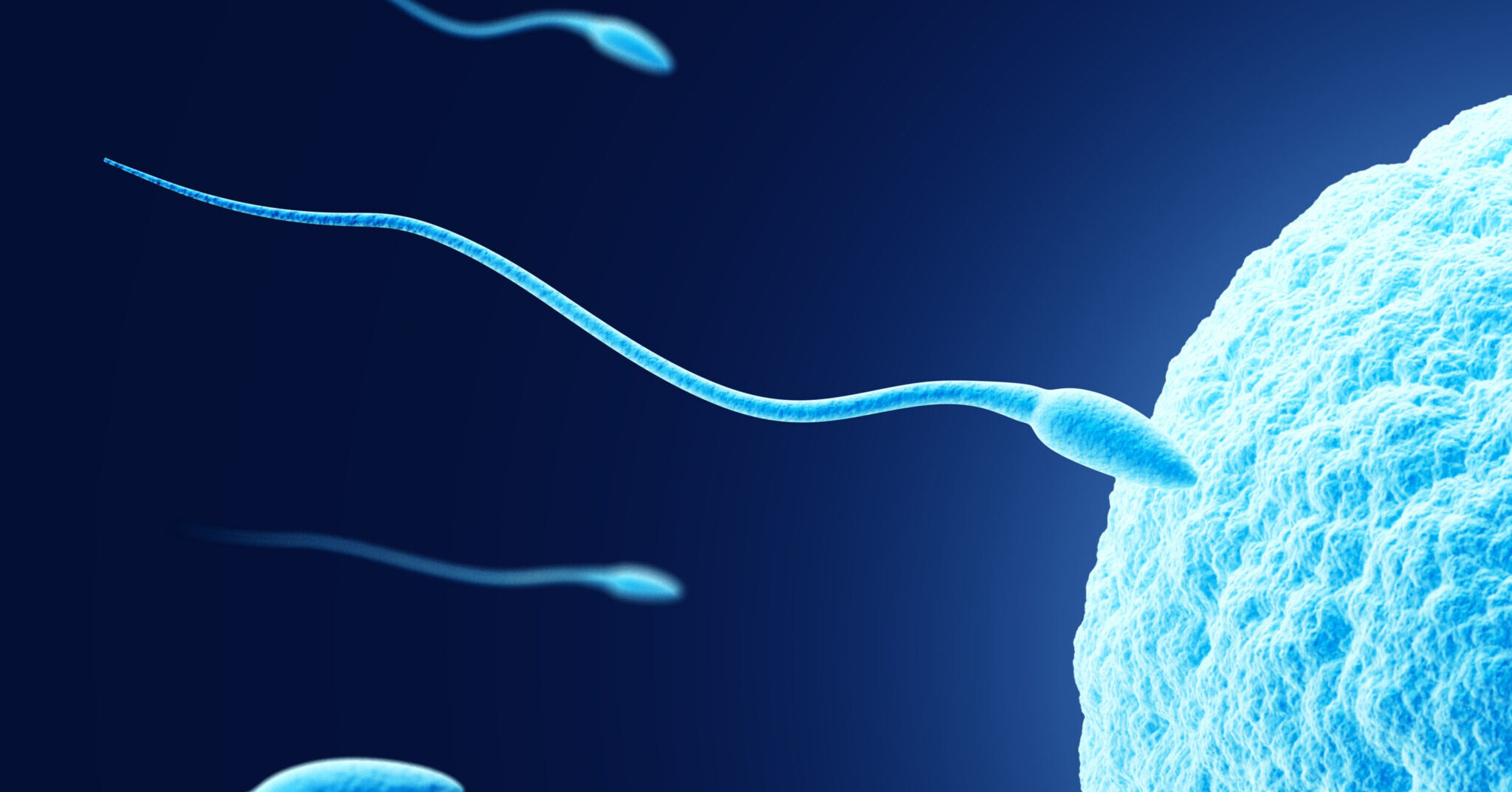Spermatozoidlarni ogzidan chiqarmasdan yutib yuboradi